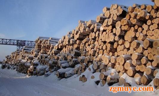 俄羅斯原木出口4月份對華增長20%