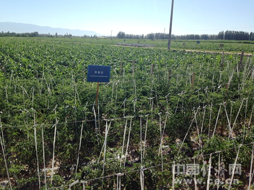 張掖現代農業初見雛形，綠洲現代農業試驗示范區完成投資17億多元。中國經濟網記者李雨思/攝