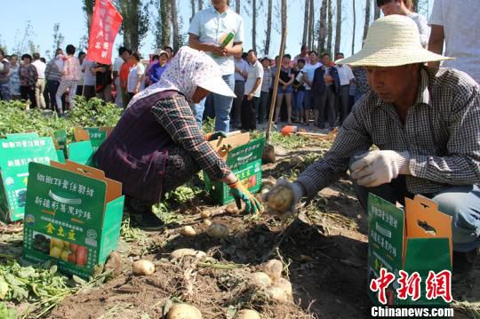 新疆瑪納斯土豆連年出口哈薩克斯坦 助農(nóng)增收致富