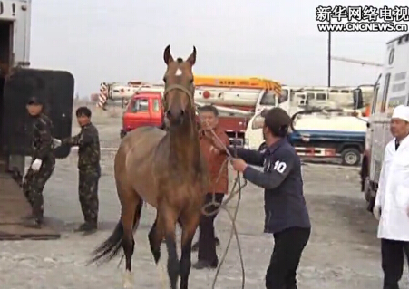 中國進口汗血寶馬 汗血寶馬是絲綢之路上的一個傳說